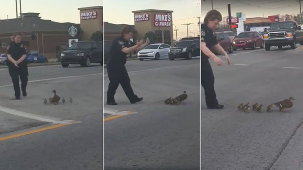 Una agente para el tráfico para ayudar a cruzar la autopista a una familia de patos
