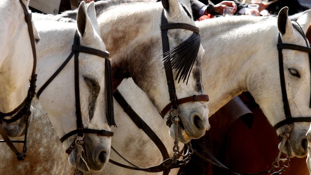Los caballistas de la Feria de Sevilla se defienden: "Tratamos a los caballos como hijos"