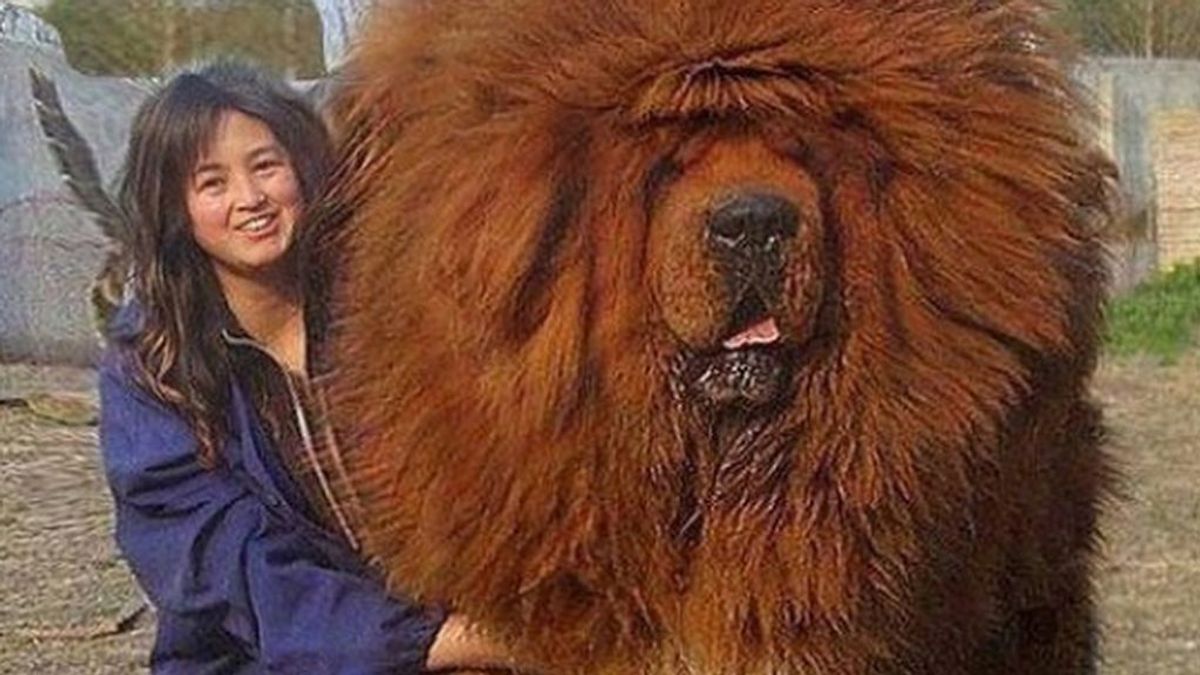 Increíble, pero cierto: Mastín Tibetano, el 'perrazo' más grande del mundo 🐶