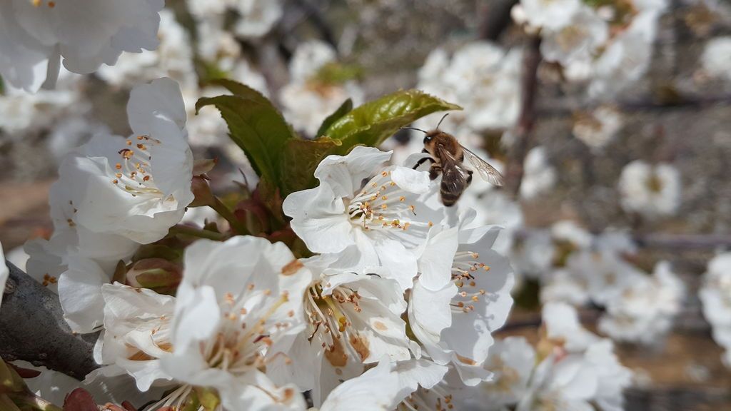 Ana Blanco en Cabezuela del Valle, Cáceres