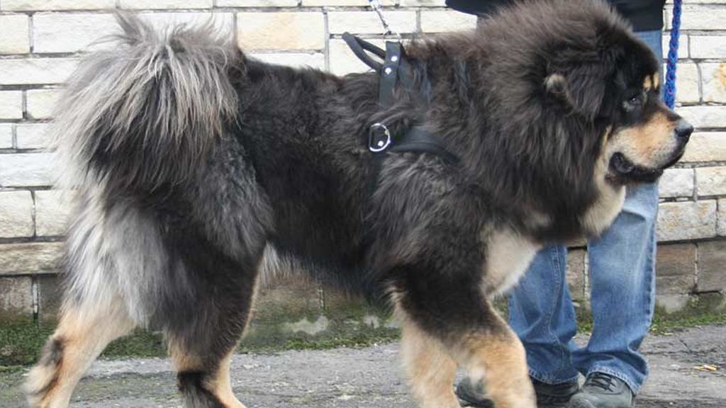 mastin tibetano 2