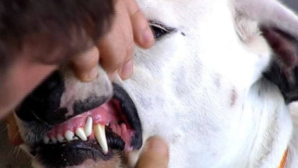 Un perro destroza la cara de un niño de 4 años en Daimuz