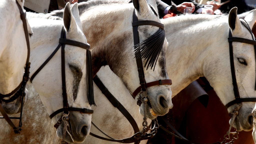 Los caballistas de la Feria de Sevilla se defienden: "Tratamos a los caballos como hijos"