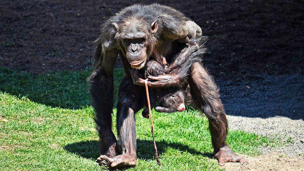 Nace una cría de chimpancé a la vista del público en Valencia