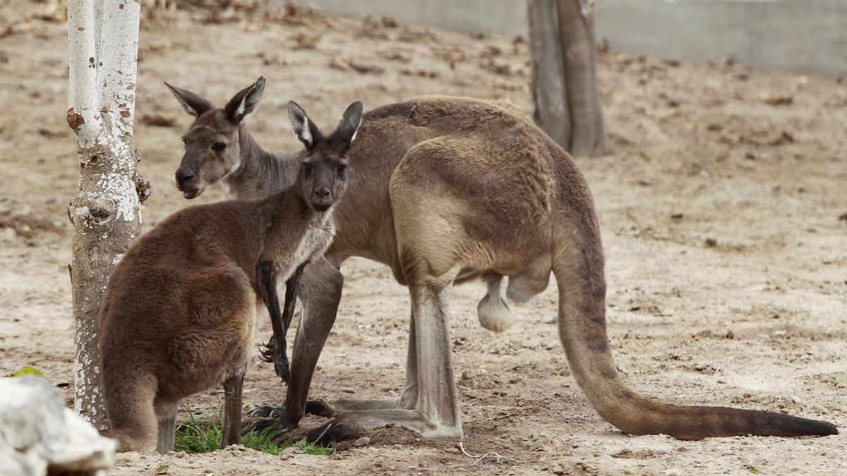 Muere un canguro después de que los visitantes del zoo le arrojan ladrillos para que saltara