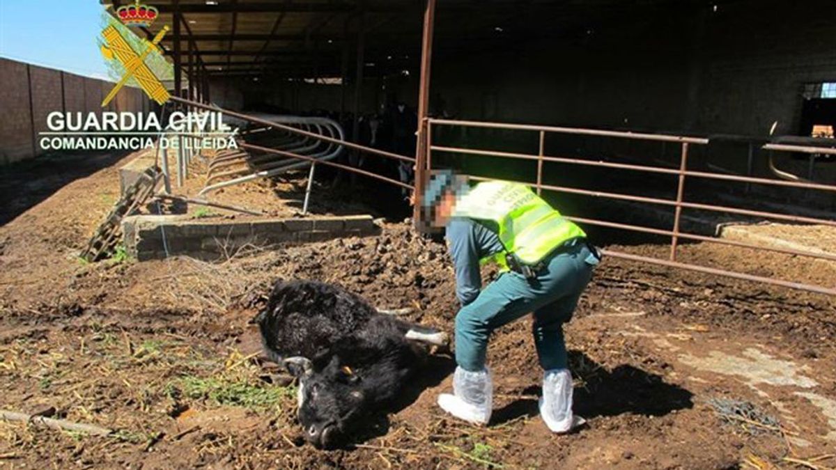 Denuncian al dueño de una granja de Torregrossa por maltratar a sus vacas
