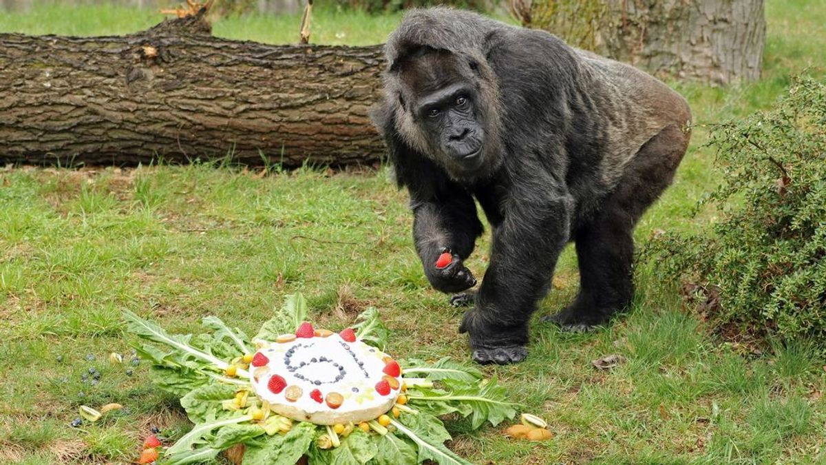 La gorila más mayor del mundo celebra su cumpleaños con un capricho dulce