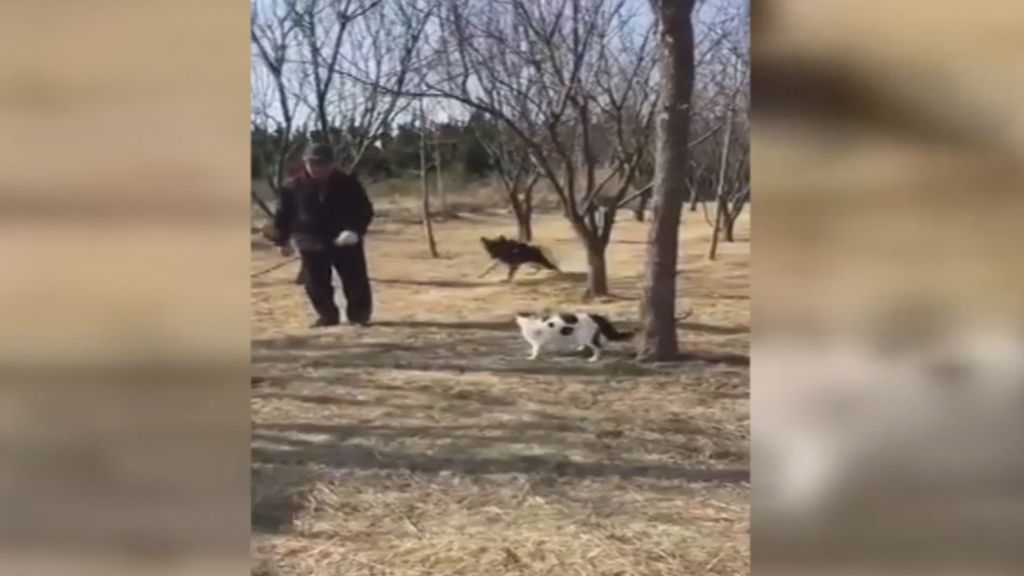 Ataque de unos gatos callejeros a un jubilado mientras pasea con su perro