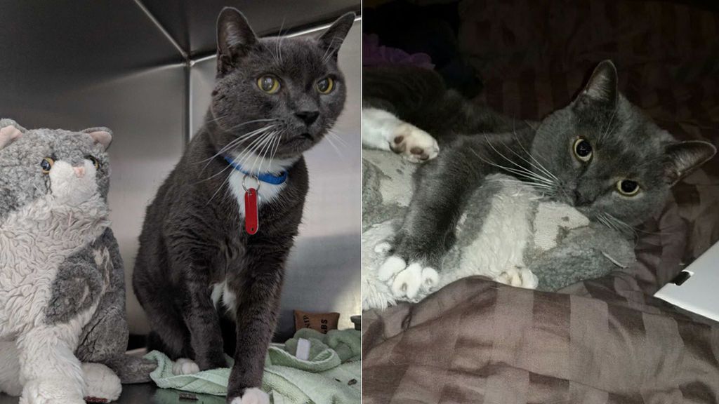 Un gato encuentra consuelo en un peluche tras la muerte de su dueño