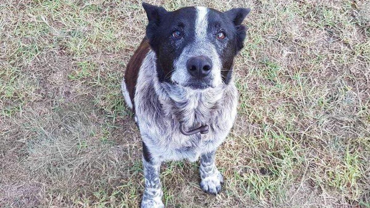 Un perro sordo y ciego ayuda a encontrar a una niña que se había perdido