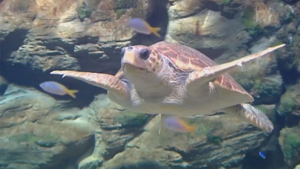 Potera, una tortuga superviviente del maltrato al medio marino