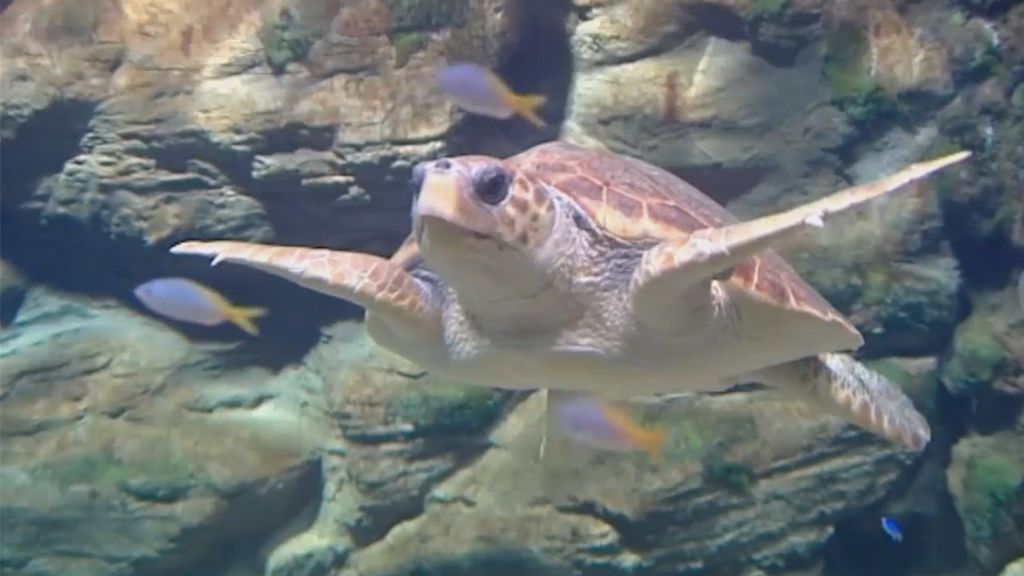 Potera, una tortuga superviviente del maltrato al medio marino