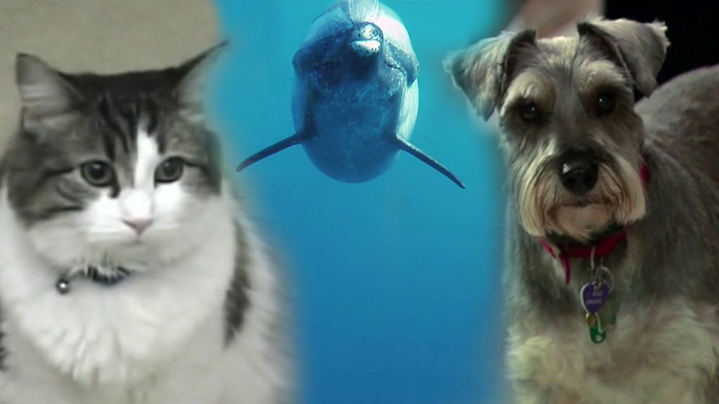 Delfines, perros y gatos: El don de los animales que se convierten en oráculos de la muerte