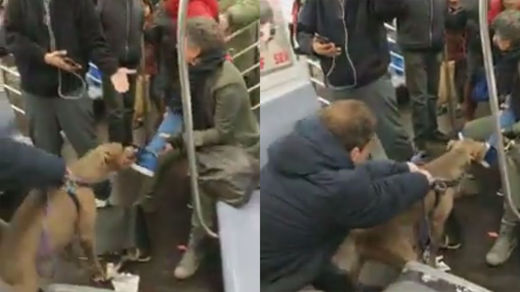 Un pitbull ataca a una mujer en el metro de Nueva York