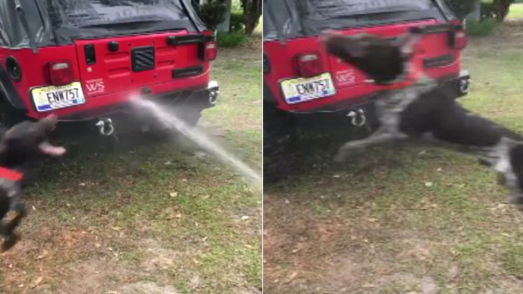 Este perro se vuelve loco cada vez que su dueño intenta ‘lavar’ su coche