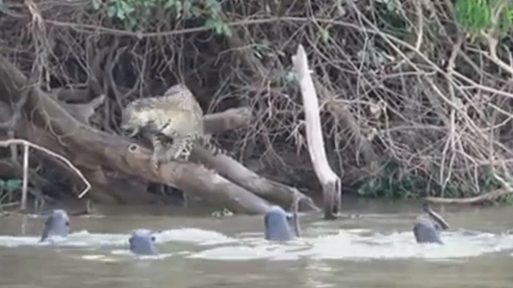 Varias nutrias atemorizan a un jaguar