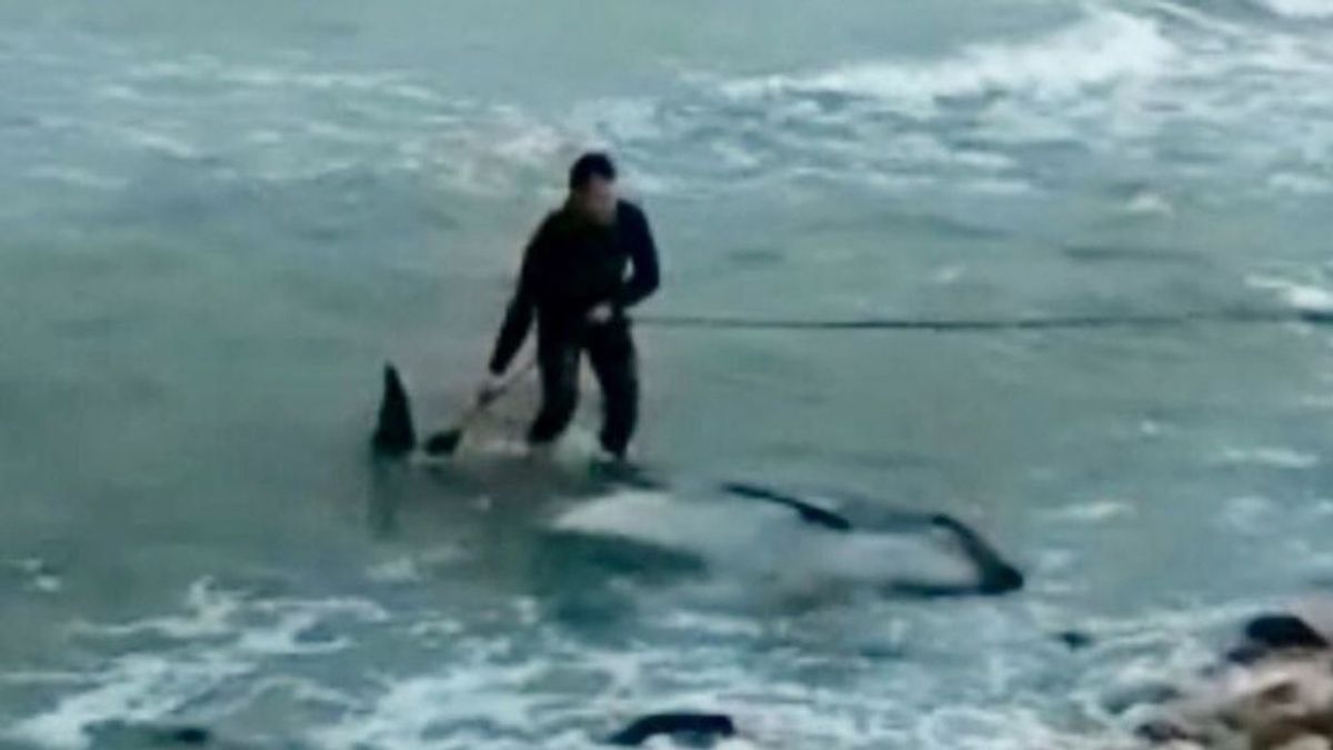 Rescatan un delfín muerto en la orilla de una playa de Castellón