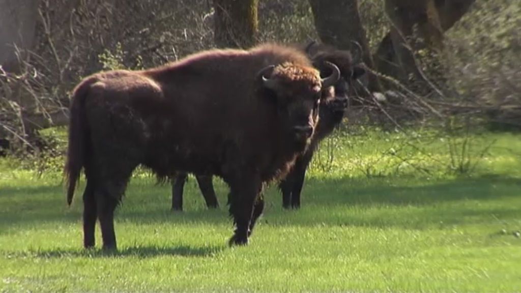 Segovia acoge nueve bisontes europeos