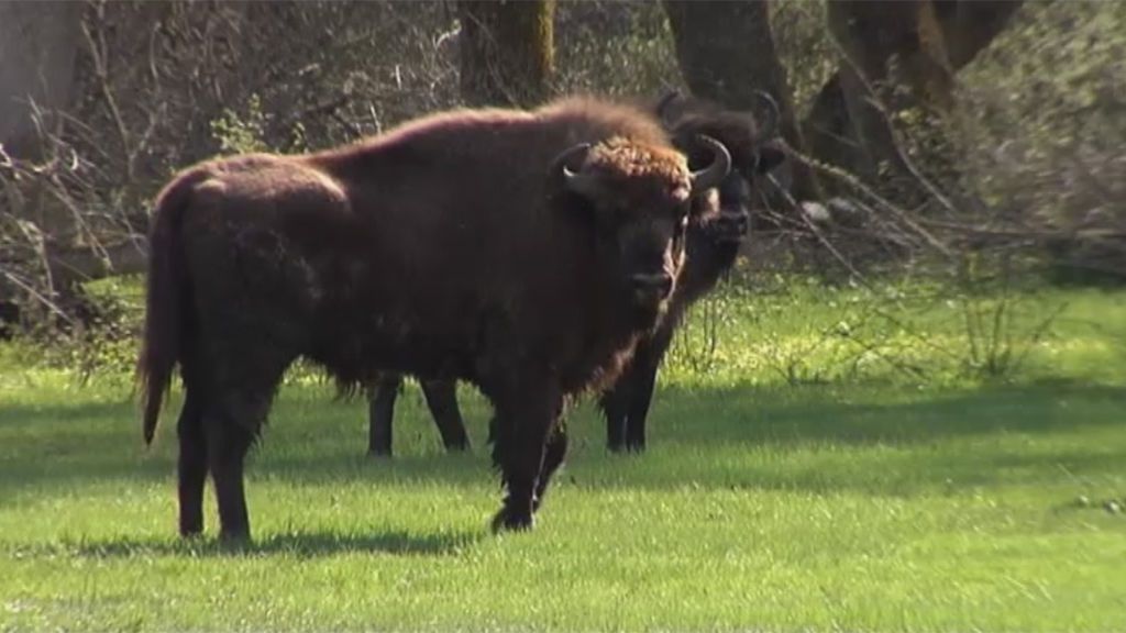 Segovia acoge nueve bisontes europeos