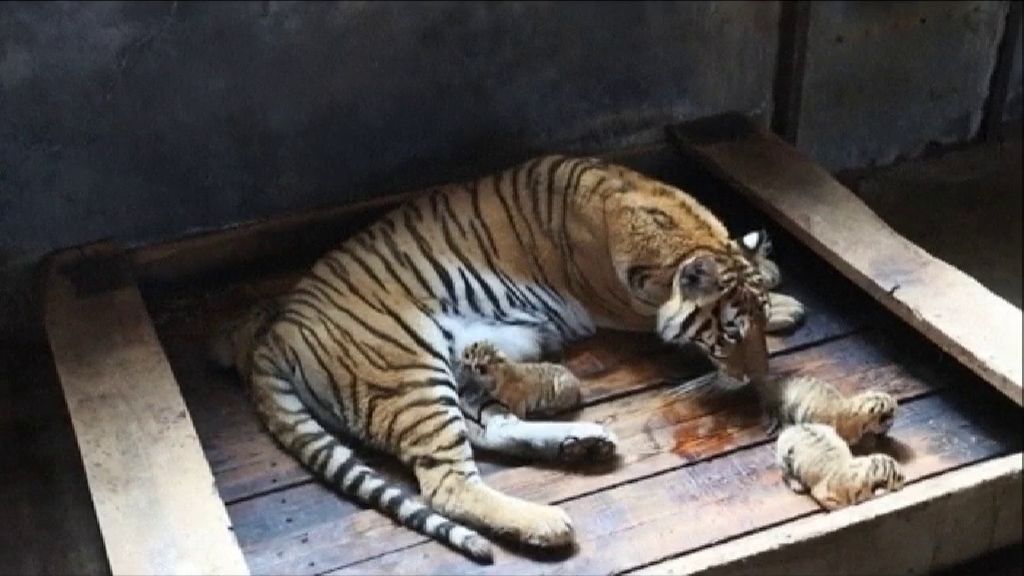 Una tigresa da a luz a cinco crías en China