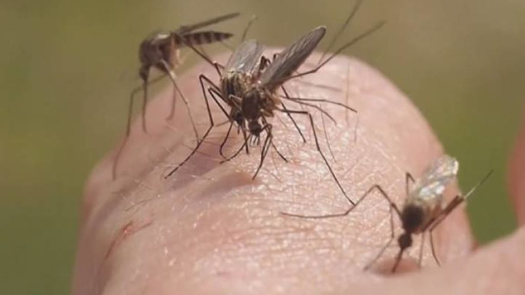 Llega el calor: investigamos si es verdad que los mosquitos detectan la gente con sangre dulce