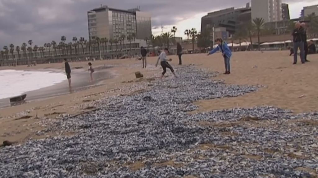 Miles de medusas tóxicas invaden las playas de Barcelona