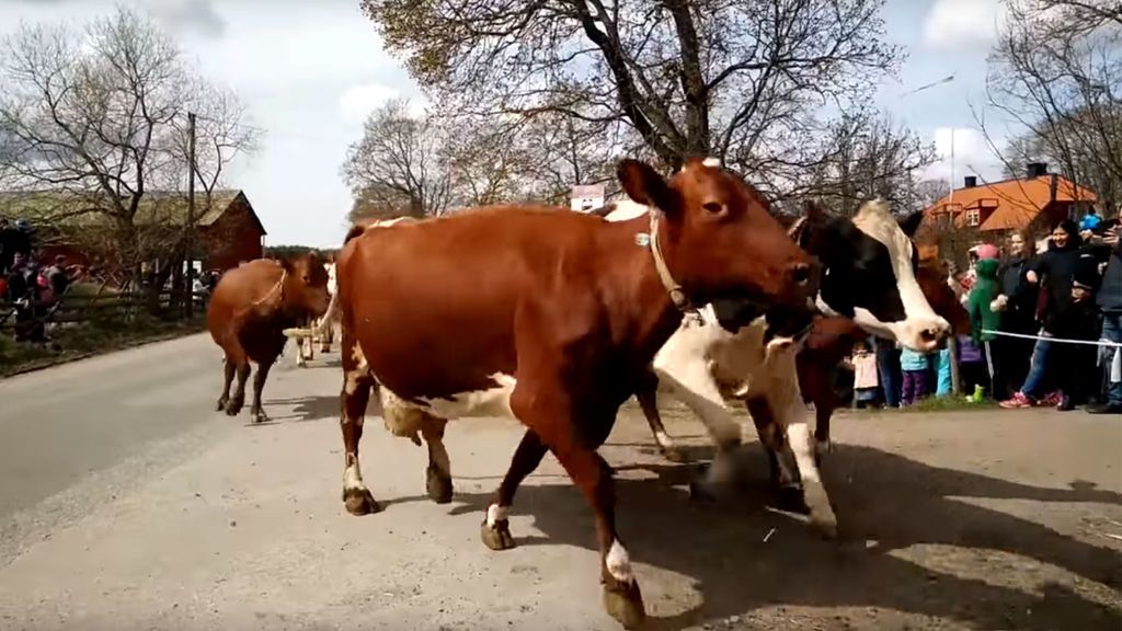 Las vacas celebran así la llegada de la primavera en Suecia