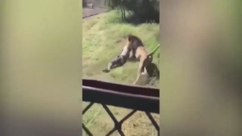El dueño de un safari en Sudáfrica, atacado brutalmente por uno de sus leones