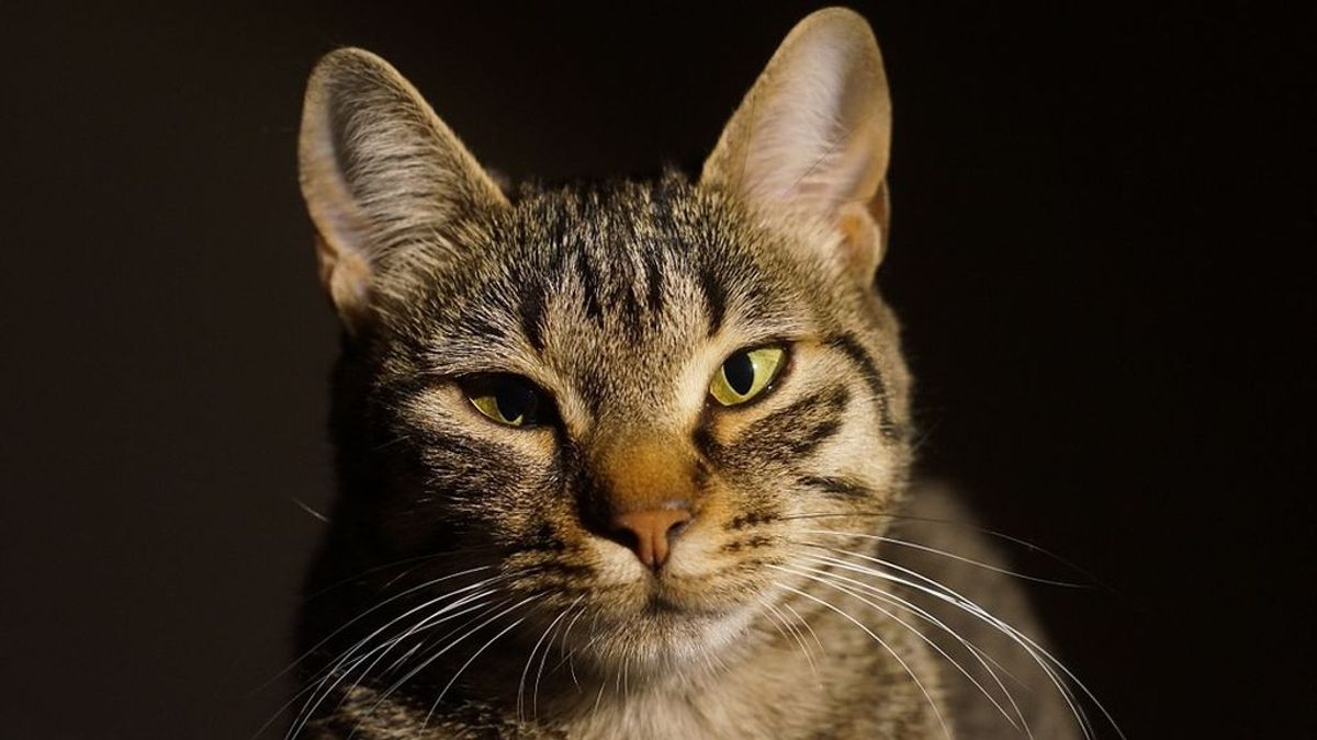 Detenida en Ciudad Real por matar un gato en una lavadora