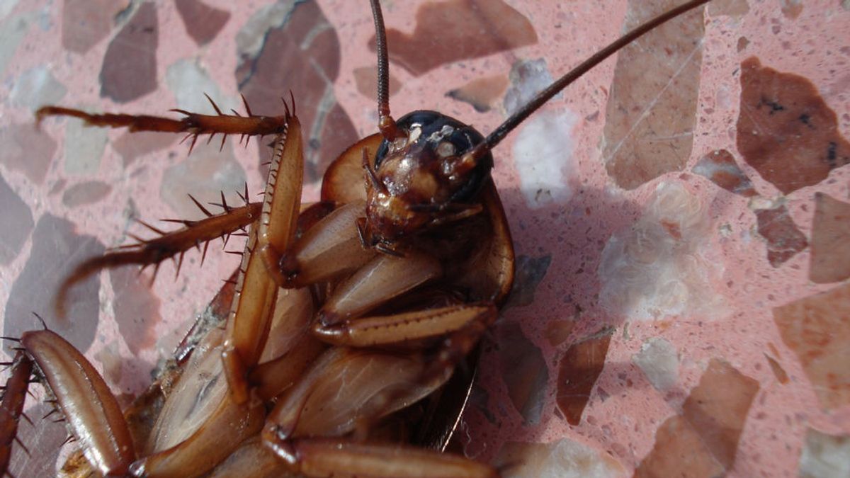 Una cucaracha viva entra en su oído y tardan más de nueve días en sacársela