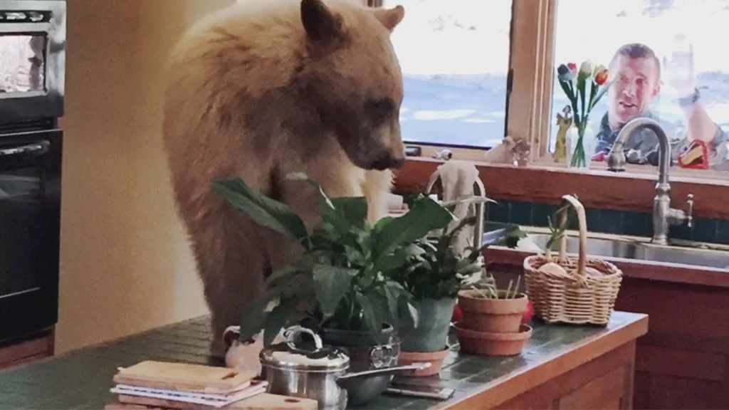 Un oso hambriento se cuela en una cocina