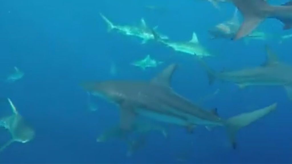 Un pescador graba más de 30 tiburones acechando su bote