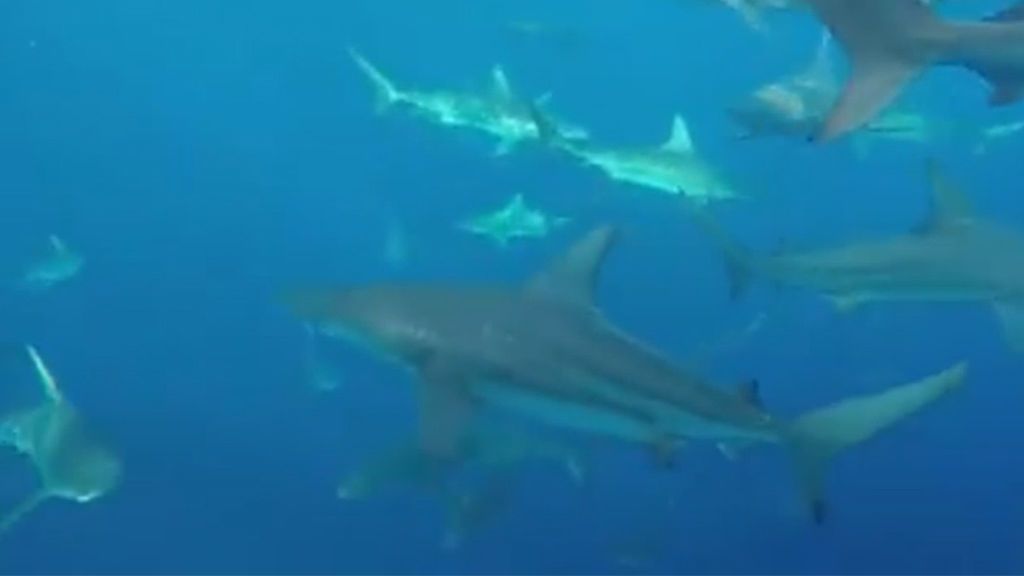 Un pescador graba más de 30 tiburones acechando su bote