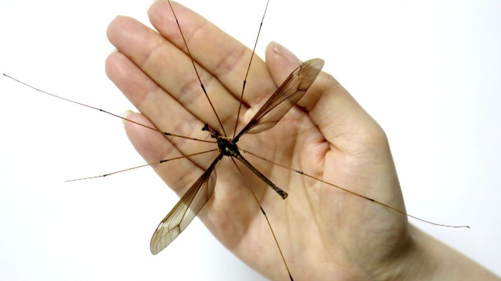 ¡Ver para creer! Descubren en China un mosquito gigante de 11 centímetros