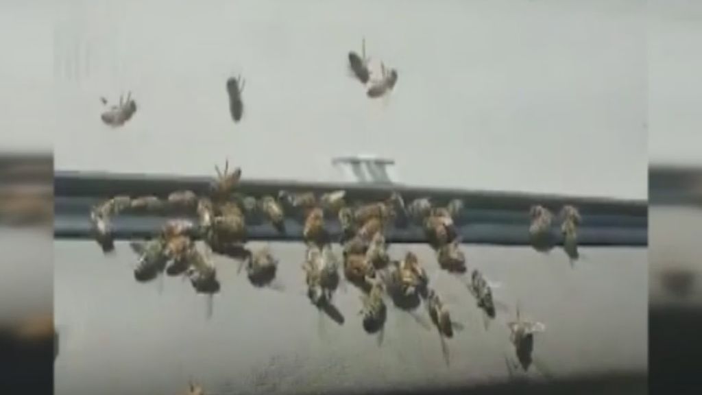 Una colmena se rompe dentro de un coche y las abejas inundan el vehículo