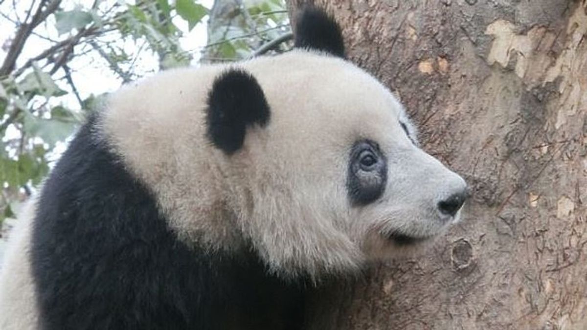 ¿Por qué pierden el color de sus manchas los osos panda?