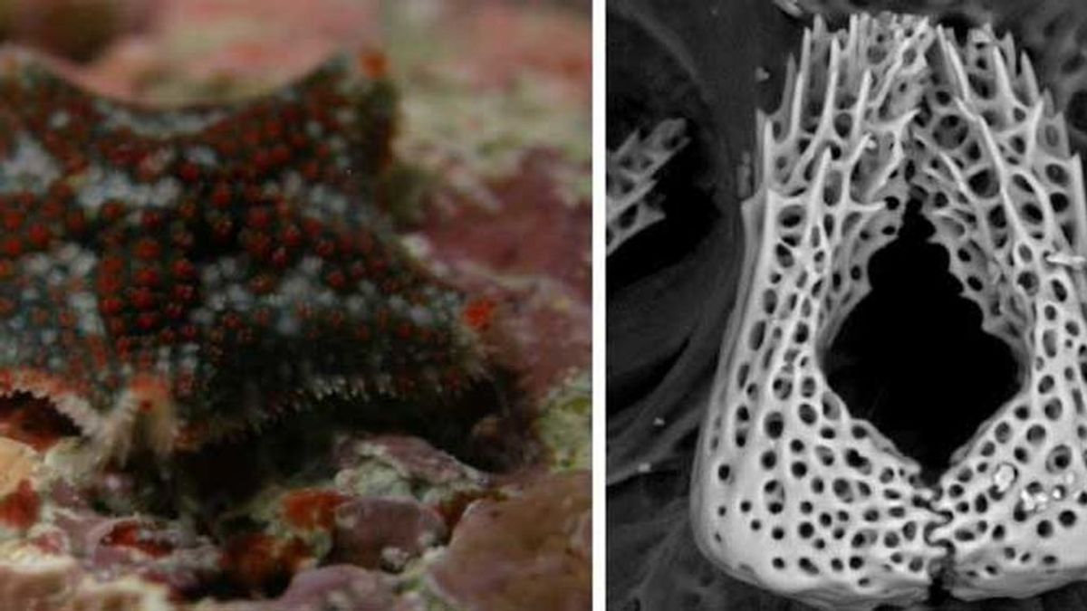 Descubiertas-dos-nuevas-especies-de-estrellas-de-mar_image_380