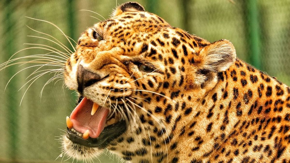 Un leopardo devora a un niño de tres años en un parque de Uganda