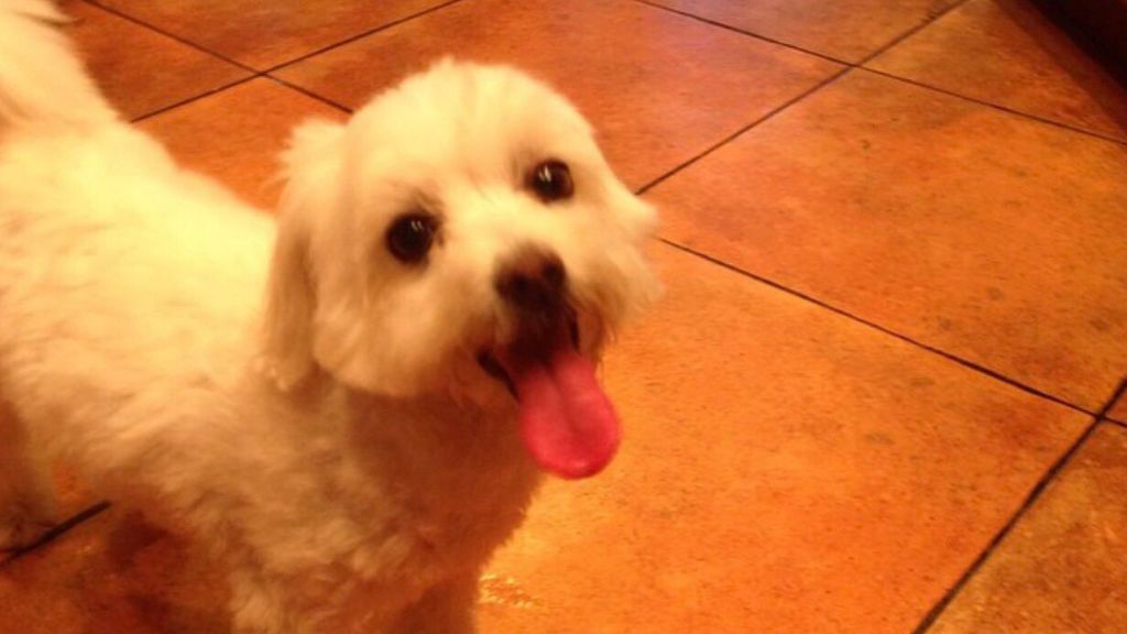 Un padre recoge al cachorro equivocado de la peluquería canina