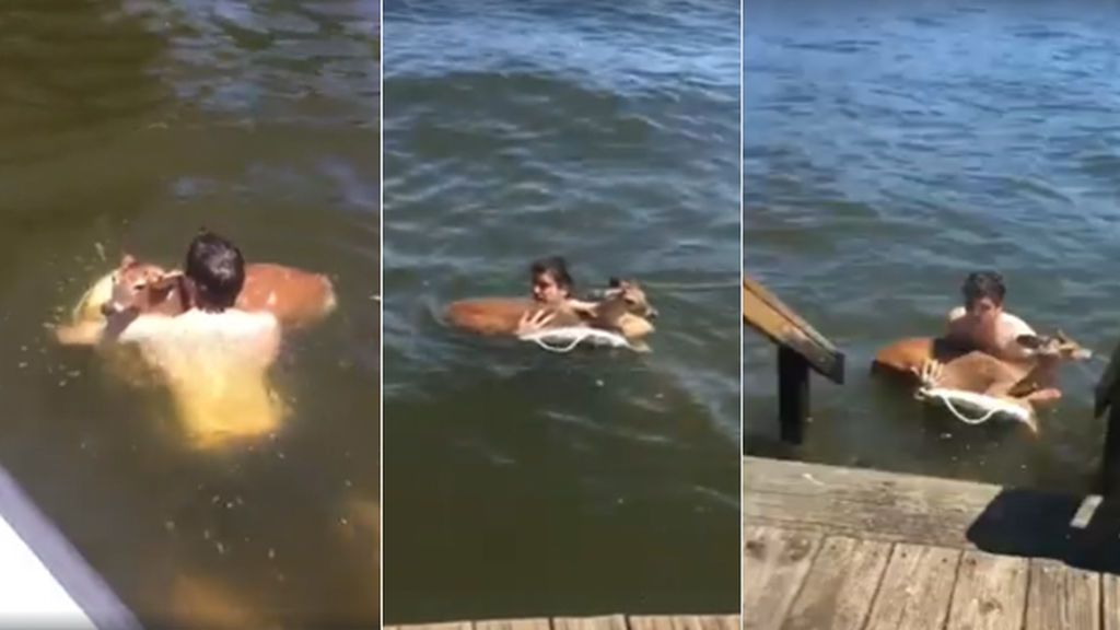 Rescatan a un ciervo que estaba a punto de morir ahogado en un lago