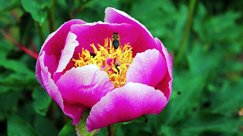 Mybri Ramírez Estacio en Olivenza, Badajoz