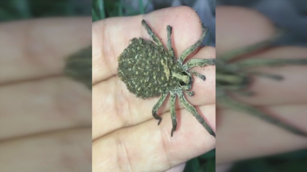 El tierno y sobrecogedor paquete que una araña lobo lleva en su abdomen