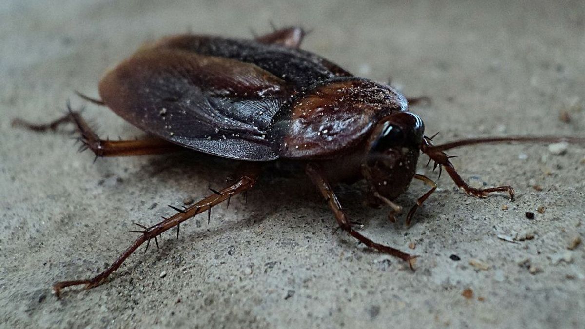 Las cucarachas australianas llegan a la capital: 5 cosas que debes saber sobre ellas