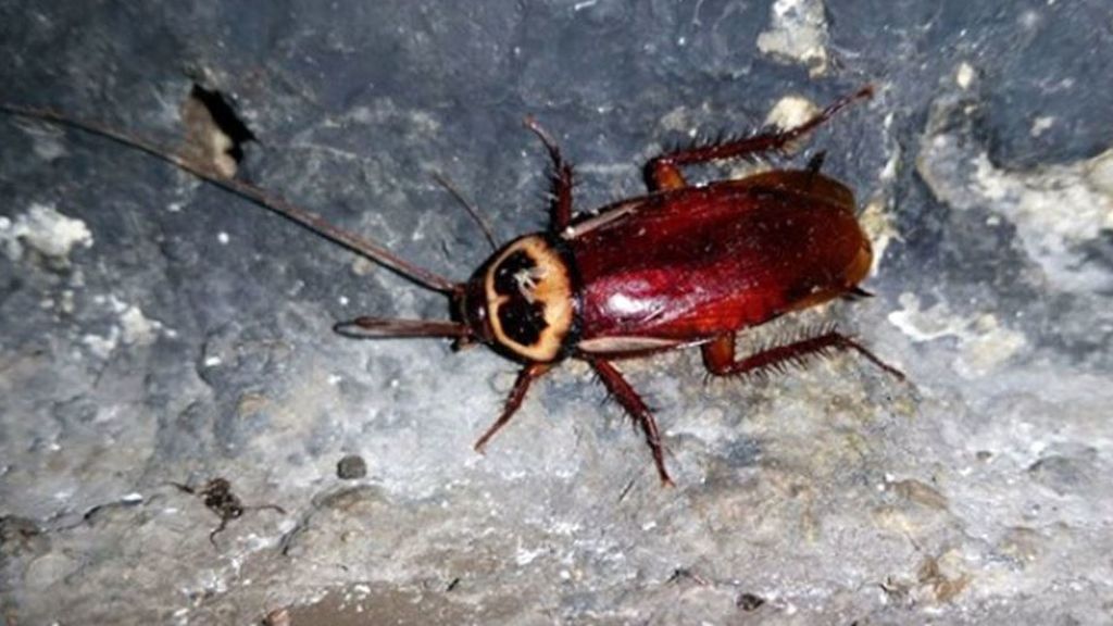 cucaracha