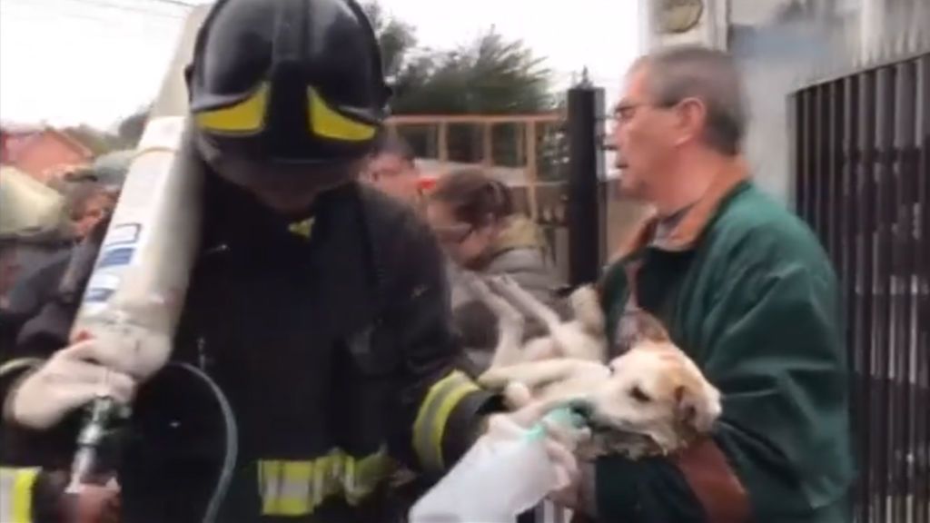Reanimación 'in extremis' de un perro a punto de morir en un incendio