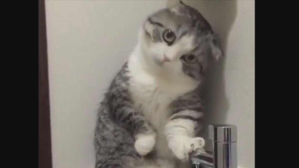 Intentos fallidos de un gato de beber agua de un grifo
