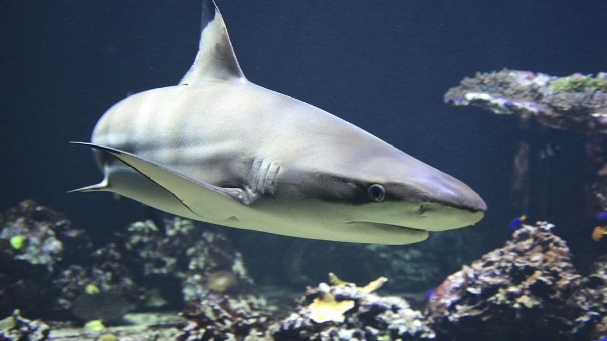 Avistado un tiburón en Fuengirola:  5 cosas que no tienes que hacer si te encuentras con uno