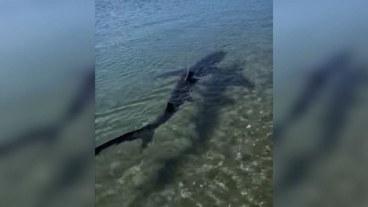 Un tiburón azul alerta a los bañistas en una playa de Fuengirola, Málaga