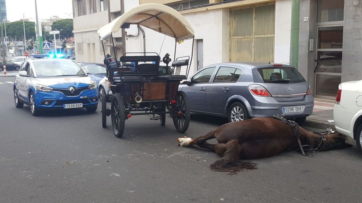 Muere un caballo en Las Palmas tras desplomarse de una tartana