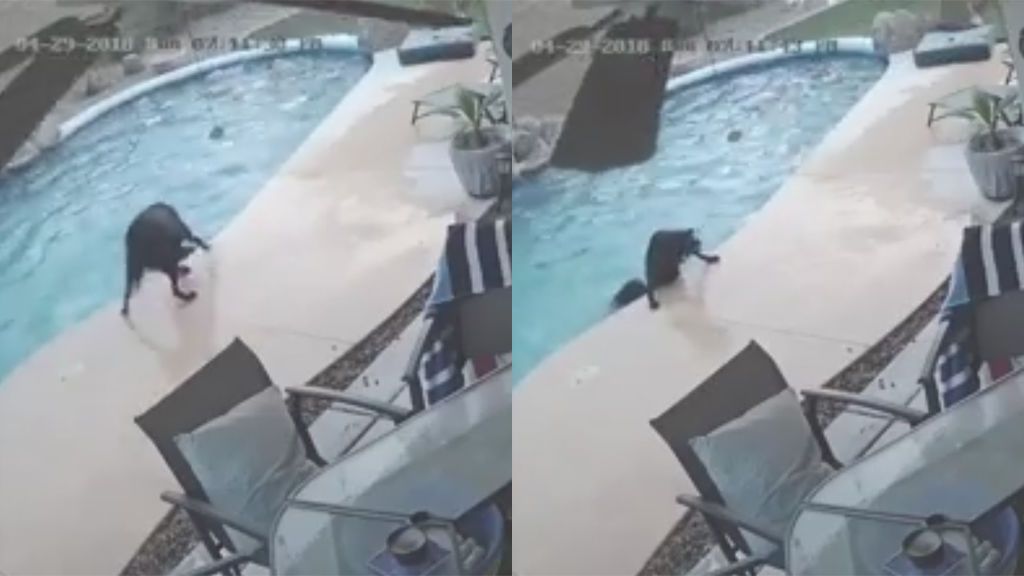 La lealtad de un perro al salvar a su compañero de morir ahogado en la piscina